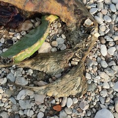 Carcassa di animale marino spiaggiata a Barletta