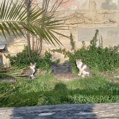 Gatti presenti nelle colonie di Barletta