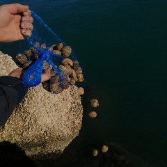 Sequestrati 4 kg di tartufi di mare a Barletta