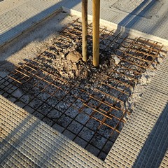 Alberi "ingabbiati" in via Vittorio Veneto, la denuncia di Legambiente Barletta