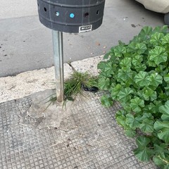 Aiuole in stato di abbandono a Barletta