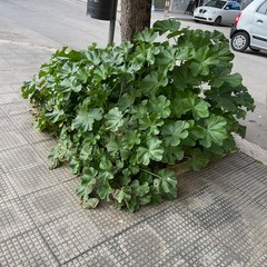 Aiuole in stato di abbandono a Barletta