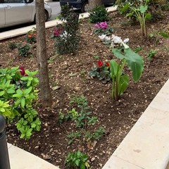 Abbellire e curare il giardino in via Papalettere: l'impegno quotidiano dell'Andos di Barletta
