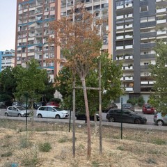 Area cani in zona 167, la segnalazione di un cittadino: «Grave stato di abbandono»
