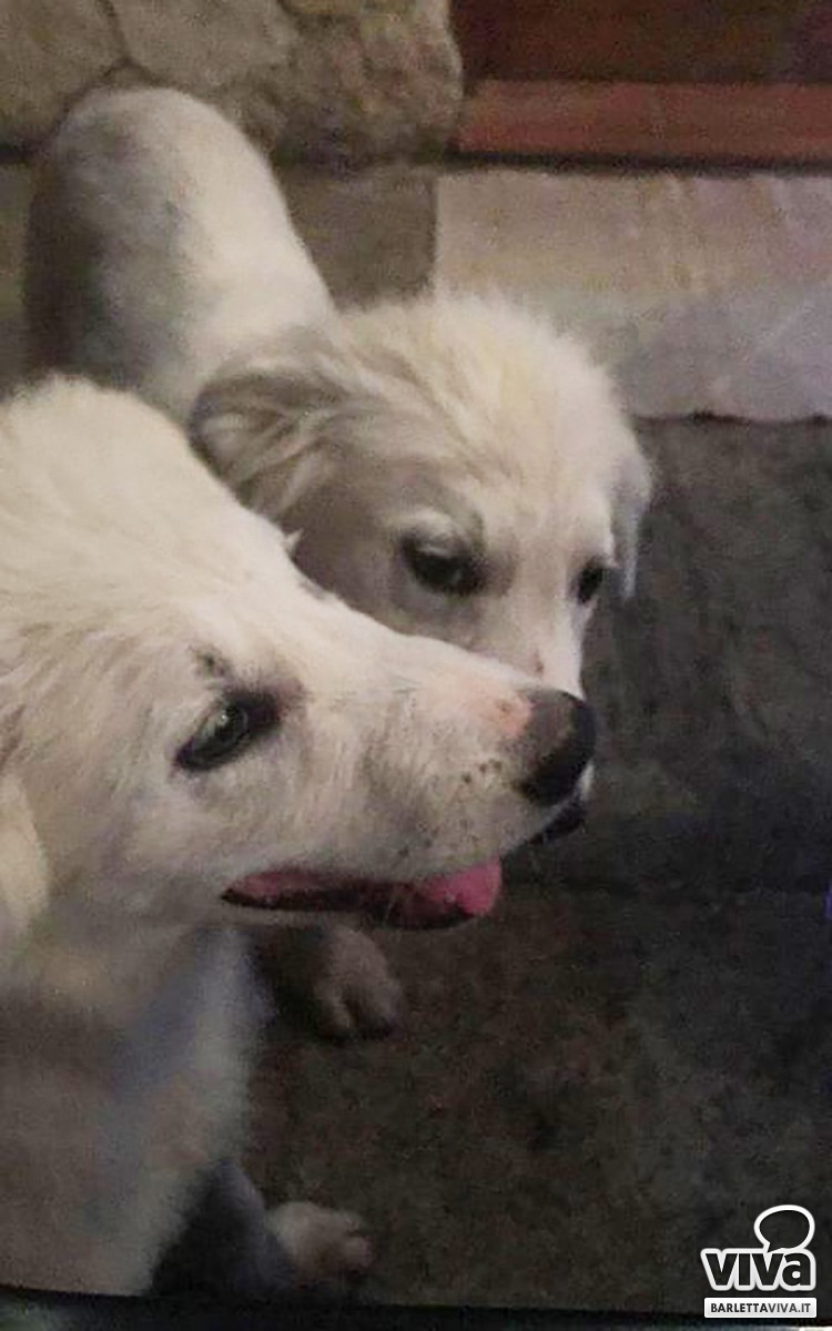 Smarriti due cuccioli inseparabili in zona Barberini