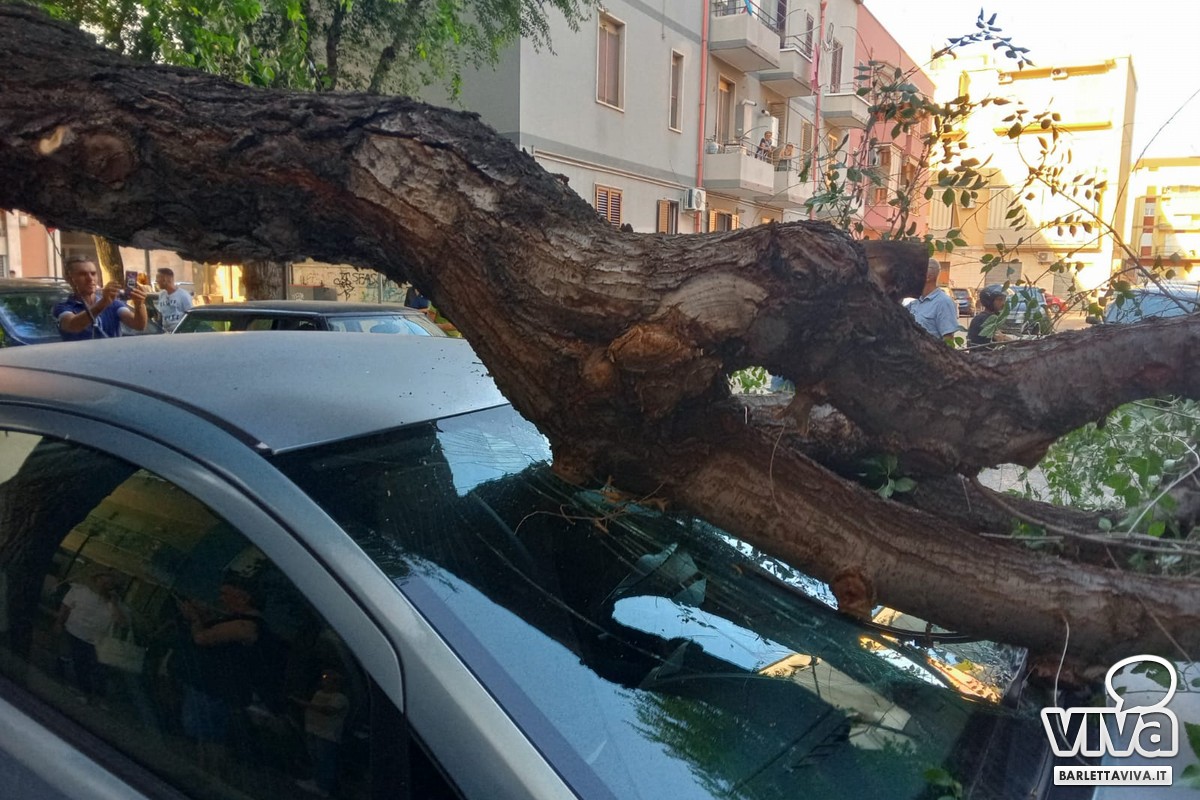 Si spezza albero in via Vitrani