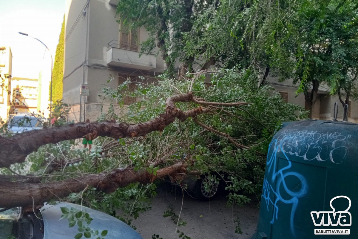 Si spezza albero in via Vitrani
