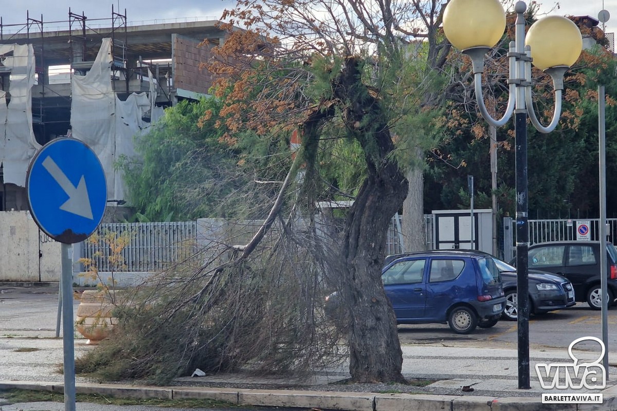 Vento forte, caduti diversi alberi in viale Regina Elena