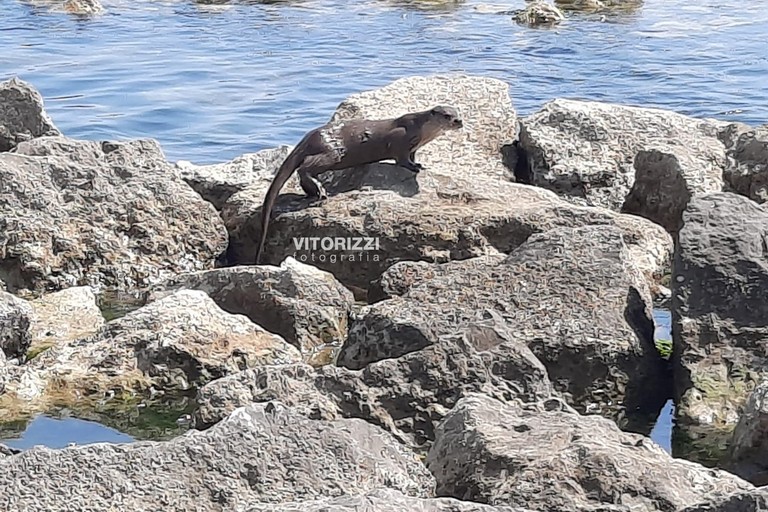 Lontra avvistata all'Ofanto. <span>Foto Vito Rizzi</span>