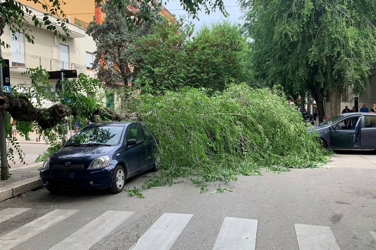 Grosso ramo cade in via Vitrani, bloccato accesso a via Chieffi