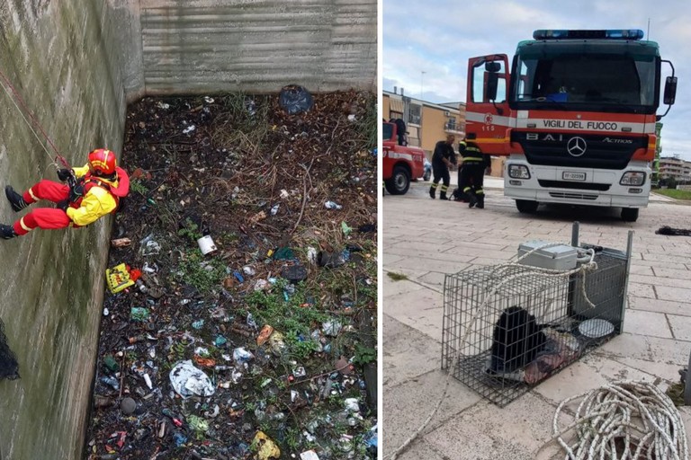 Gatto salvato dai Vigili del Fuoco nell'ex distilleria di Barletta