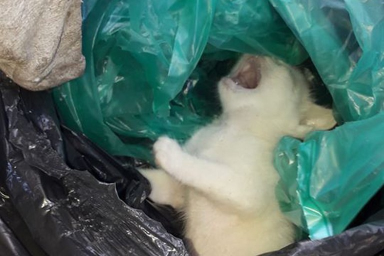 Gattino trovato nella spazzatura
