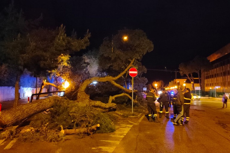 Alberi caduti viale Regina Elena