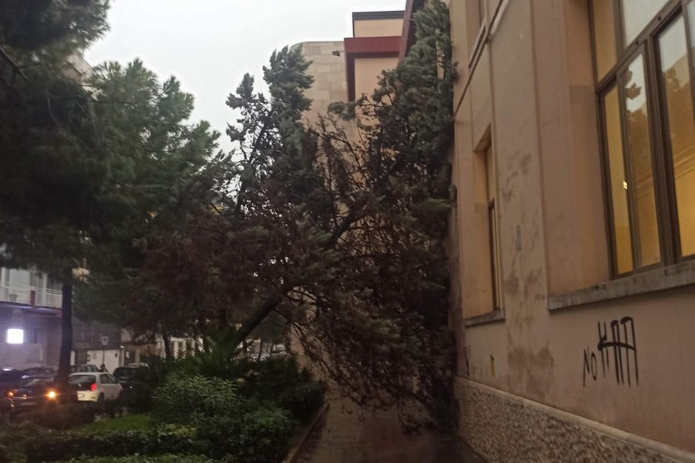 Alberi caduti e strade bloccate, Barletta in tilt per la pioggia