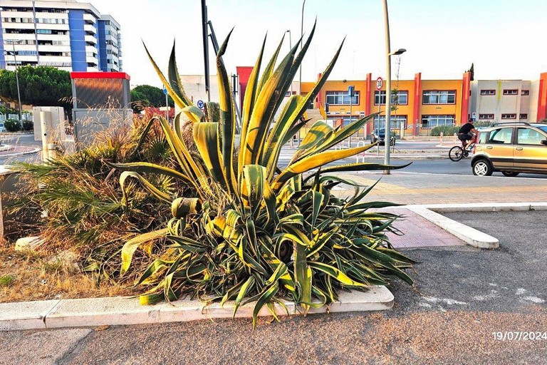 Specie aliene invasive, il reportage di Legambiente Barletta