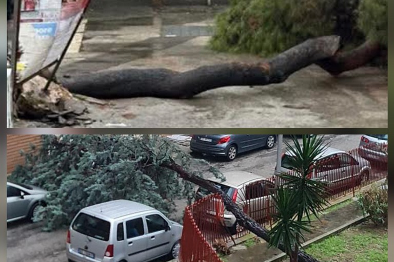 Alberi caduti Barletta