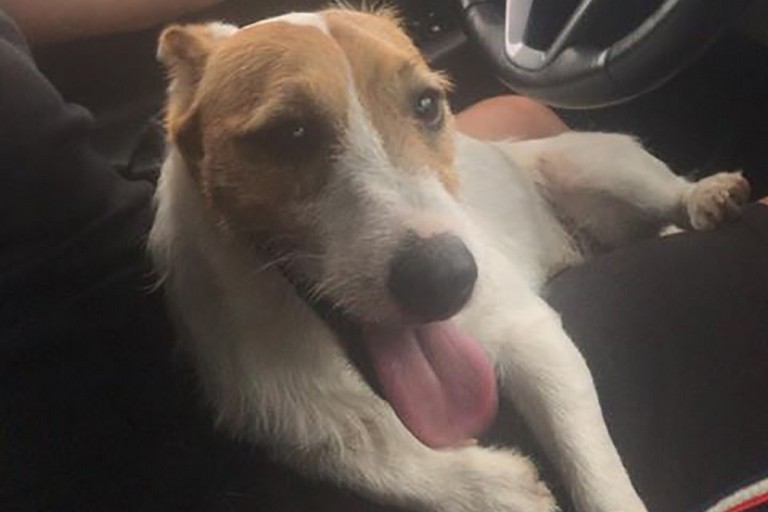 Trovane cane smarrito in via Canosa a Barletta