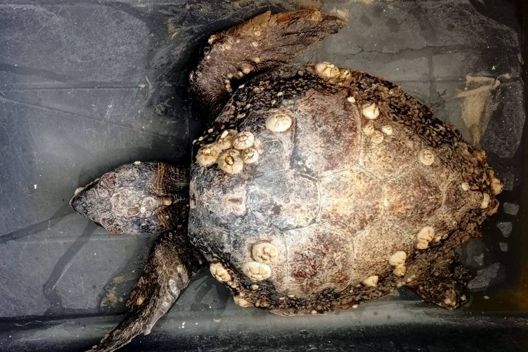 Caretta caretta