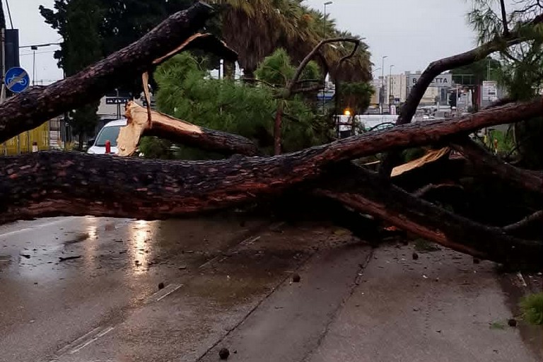Albero via Foggia Barletta