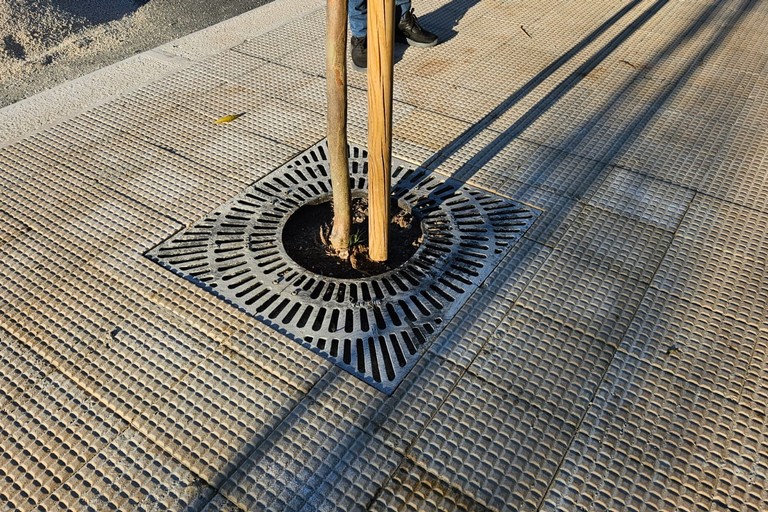 Alberi ingabbiati in via Vittorio Veneto