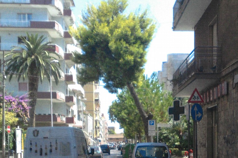 Pino in via D’Aragona
