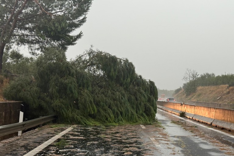 Cade albero sulla SS16bis tra Canne della Battaglia e Barletta Nord