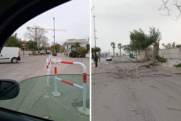 Caduto un albero in zona Levante a Barletta