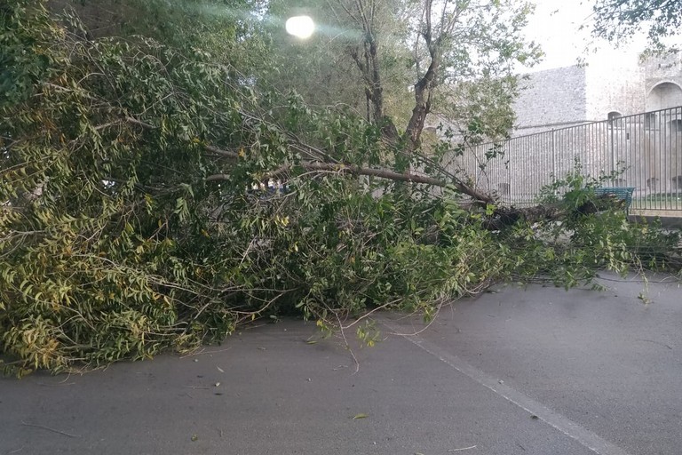 Albero caduto in via Cafiero
