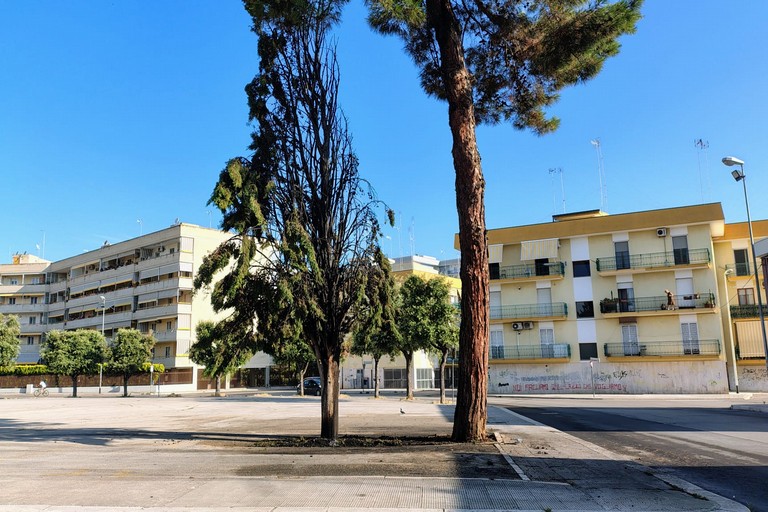 A fuoco due alberi in Largo Ariosto, danni contenuti