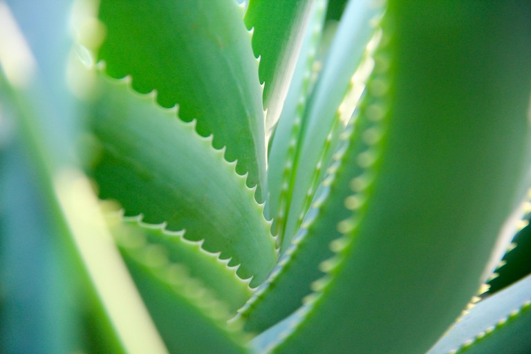 Aloe verde