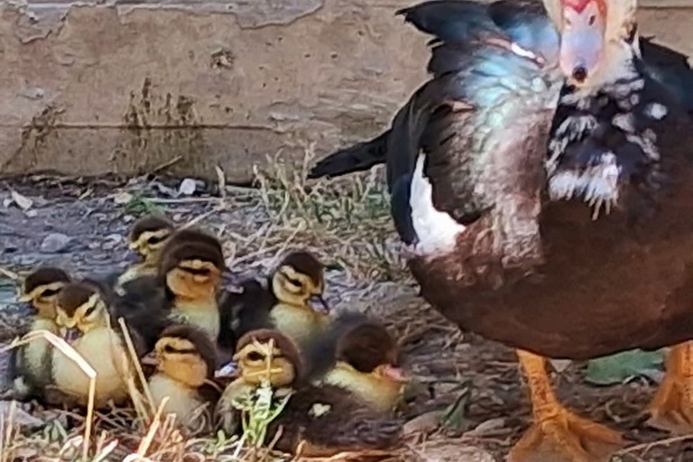 Rubati sei anatroccoli da Piazza Plebiscito