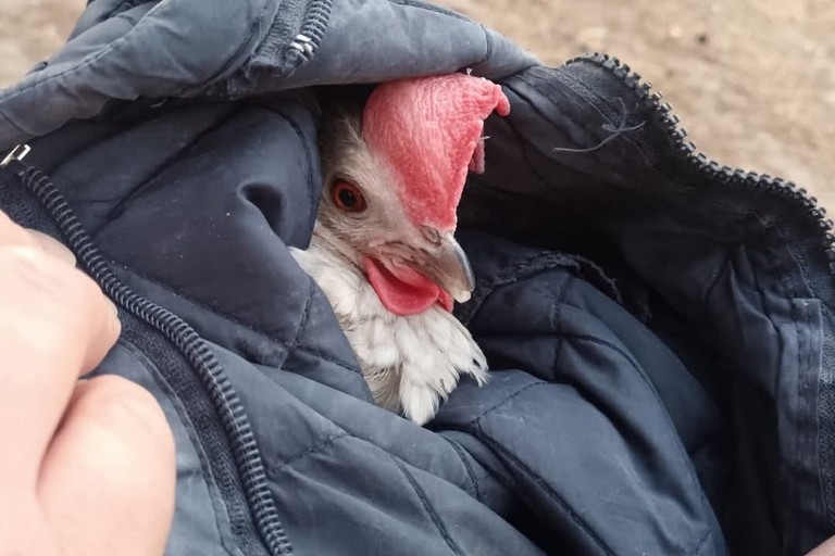 Follia a Barletta: animali presi a calci e lanciati per divertimento. <span>Foto Annarita Distaso </span>