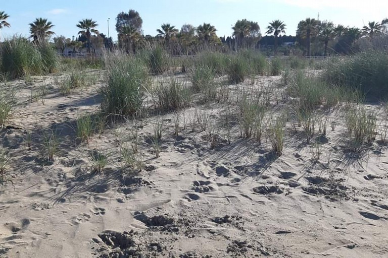 Area tutela fratino sulla spiaggia di Barletta