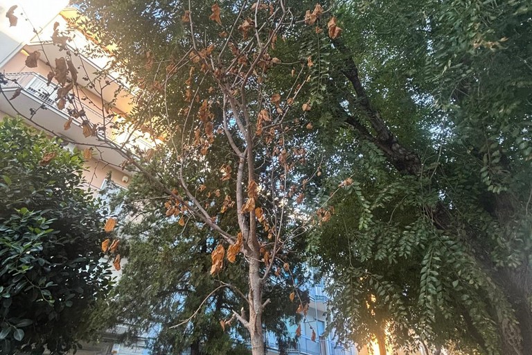 Alberi via Vitrani