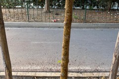 Un gelso appena piantato rischia di seccare: il Comitato Medaglie d’Oro invia il secondo sollecito al Comune