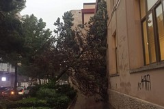 Alberi caduti e strade bloccate, Barletta in tilt per la pioggia
