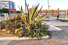 Legambiente denuncia: «Barletta, città delle agavi»