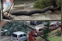Maltempo, a Barletta cadono altri due alberi