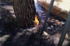 Continuano gli incendi a Canne della Battaglia: ulivi in fiamme