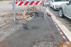 Emergenza caduta alberi, Legambiente: «Lo avevamo previsto, serve un nuovo approccio»