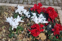 Fiori rossi e atmosfera natalizia nei giardini Baden Powell grazie a Legambiente