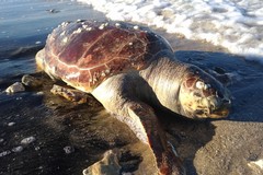 Tartaruga senza vita ad Ariscianne, sulla costa di Barletta