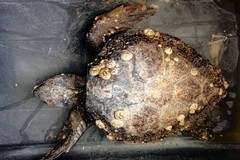 Salvata una piccola Caretta caretta spiaggiata sulla litoranea di Ponente