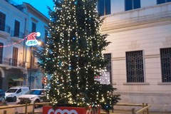 In Piazza Caduti l'albero che illuminerà la città fino all'epifania