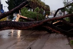 Cade albero in via Foggia a Barletta, nessun ferito