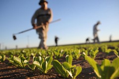 Barletta Cinque Stelle: «È giusto fare cassa vessando gli agricoltori?»
