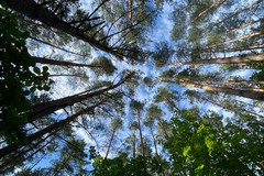 "Ripiantiamo Barletta": il 28 settembre l'iniziativa del WWF al Parco dell'Umanità