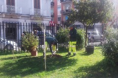 Cresceranno nuovi alberi nei giardini delle scuole di Barletta