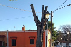 Potature non autorizzate a Montaltino, estraneo il Comune di Barletta