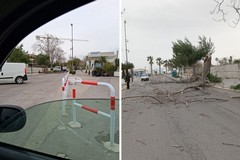 Caduto un albero in zona Levante a Barletta